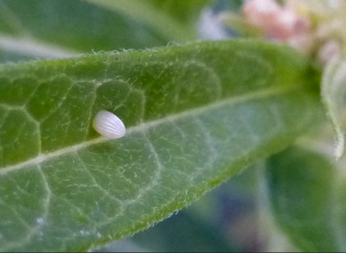 Close-up of a small white insect egg on a green leaf, showcasing the leaf's texture and details.