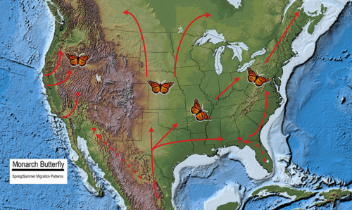 Map showing the spring/summer migration patterns of Monarch butterflies across North America, with arrows indicating routes.