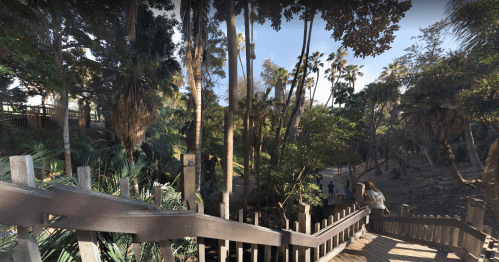 A wooden staircase leads down through lush greenery and palm trees in a sunny park setting.