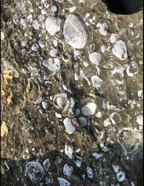 Close-up of a rocky surface covered with various white shells and fossilized marine life.