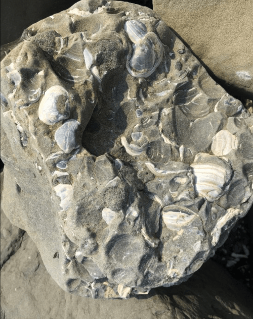 Close-up of a textured rock embedded with various fossilized shells and marine life.