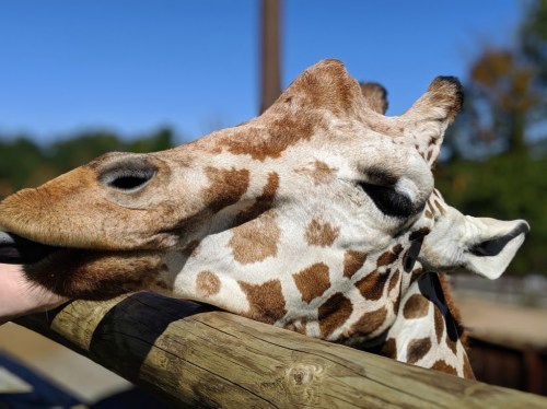A close-up of a giraffe's head resting on a wooden fence, with clear blue skies in the background.