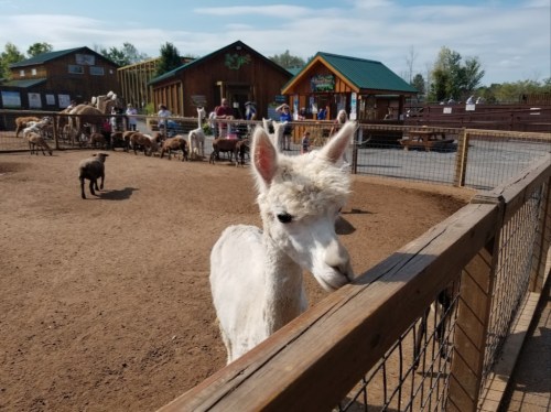 A white llama stands near a wooden fence in a petting zoo, with various animals and visitors in the background.