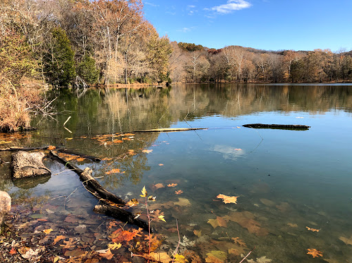 A serene lake surrounded by autumn trees, with fallen leaves and logs floating on the water's surface.