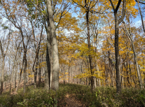 A serene forest scene with tall trees and vibrant yellow leaves under a clear blue sky.