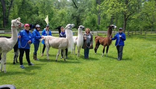 A group of people holding leashes of llamas in a green field surrounded by trees.