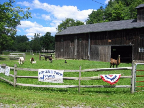 Llamas grazing in a green field near a rustic barn, with a fence displaying a sign for Hemstreet Farm.