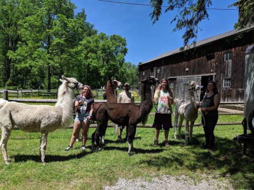 A group of people stands with three llamas in front of a rustic barn, surrounded by green trees and grass.