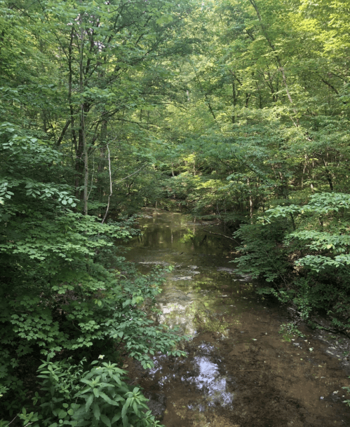 A serene forest scene with a clear creek surrounded by lush green trees and foliage.
