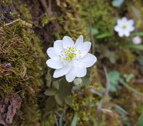 A delicate white flower with yellow-tipped stamens, surrounded by green moss and small leaves.