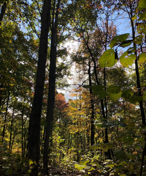 Sunlight filters through colorful autumn leaves in a serene forest scene, surrounded by tall trees.