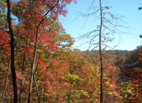 Vibrant autumn foliage with red and orange leaves against a clear blue sky in a wooded landscape.
