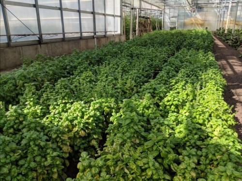 Lush green basil plants growing in rows inside a greenhouse, with sunlight filtering through the glass.