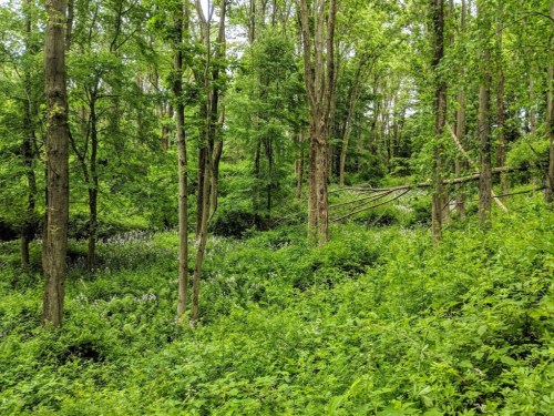 Lush green forest with tall trees and dense undergrowth, creating a serene natural landscape.
