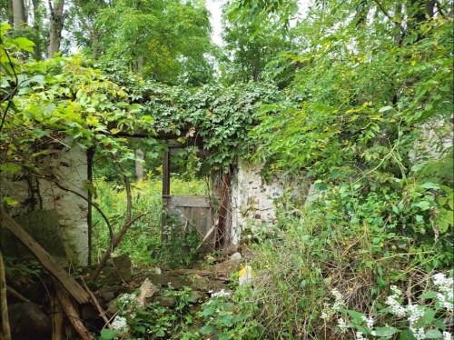 Overgrown ruins of a building surrounded by lush greenery and trees, creating a serene, natural atmosphere.