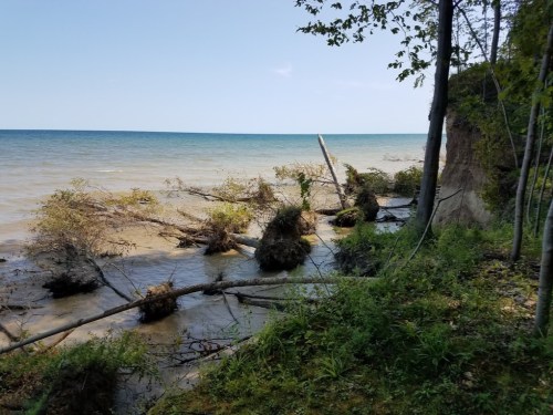 A serene lakeshore scene with uprooted trees and shrubs along the water's edge, under a clear blue sky.