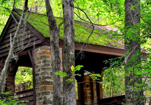 A rustic wooden structure with a moss-covered roof, surrounded by lush green trees in a forest setting.