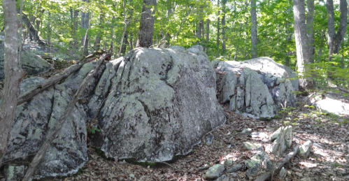 Large, moss-covered rocks surrounded by lush green trees and fallen leaves in a forested area.