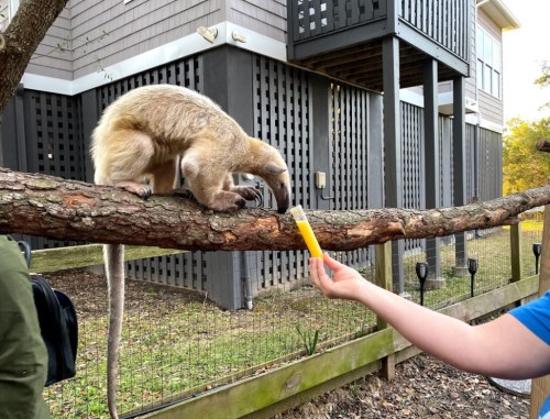 A tamandua is reaching for a yellow tube held by a person while perched on a branch.