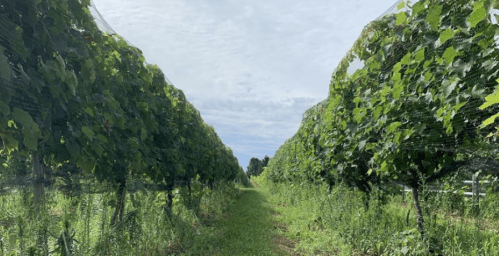 Rows of grapevines covered with netting, stretching down a green path under a cloudy sky.