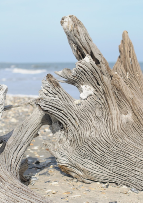 A close-up of weathered driftwood on a sandy beach, with gentle waves and a clear blue sky in the background.