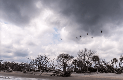 A cloudy sky over a barren landscape with dead trees and a flock of birds flying above.