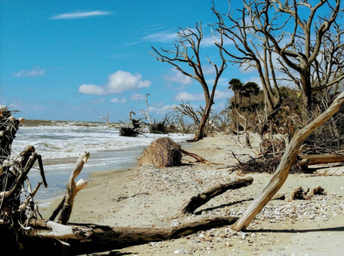 A sandy beach with driftwood and bare trees, under a bright blue sky with scattered clouds. Waves gently lap at the shore.