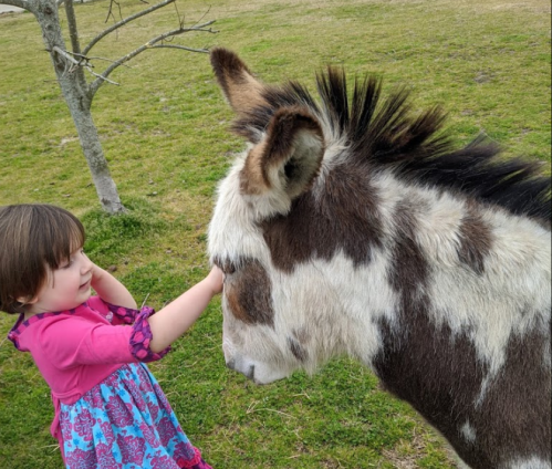 A young girl in a colorful dress gently pets a spotted donkey in a grassy field.