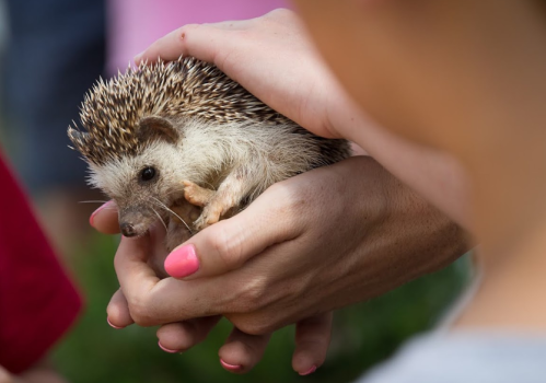 A person gently holds a small hedgehog in their hands, showcasing its spiky fur and curious expression.
