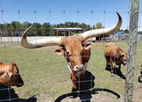 A Longhorn steer with large horns stands in a fenced pasture, surrounded by other cattle and a clear blue sky.