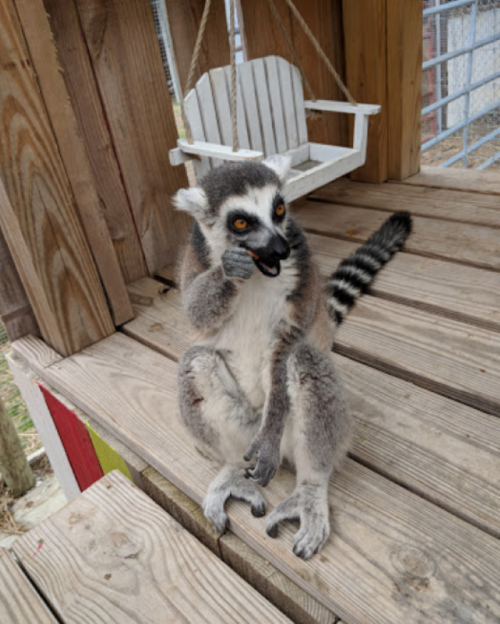 A lemur sitting on a wooden platform, holding food and looking curiously at the camera.