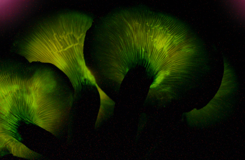 Glowing green mushrooms with intricate gills, set against a dark background.