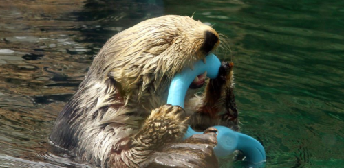 A playful otter floating in water, holding a blue toy with its paws and nibbling on it.