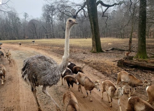 An ostrich walks alongside a herd of goats on a dirt path in a wooded area.