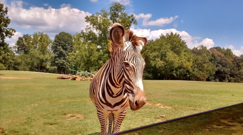 A zebra stands in a grassy field, surrounded by trees and a blue sky with fluffy clouds.