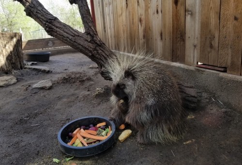 A porcupine sits beside a bowl of colorful vegetables in a natural enclosure with a wooden fence in the background.