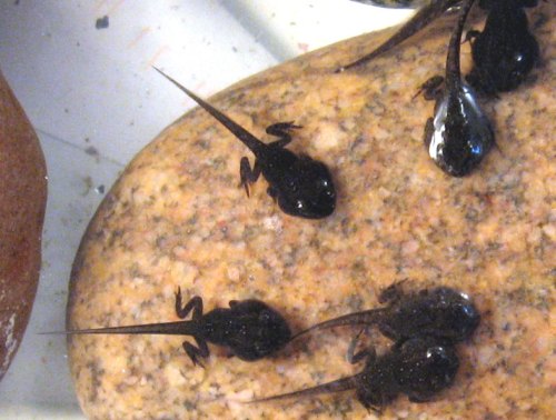 Several small black tadpoles with long tails resting on a smooth, light-colored rock.