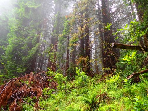 A misty forest scene with tall trees, lush greenery, and underbrush, creating a serene, tranquil atmosphere.