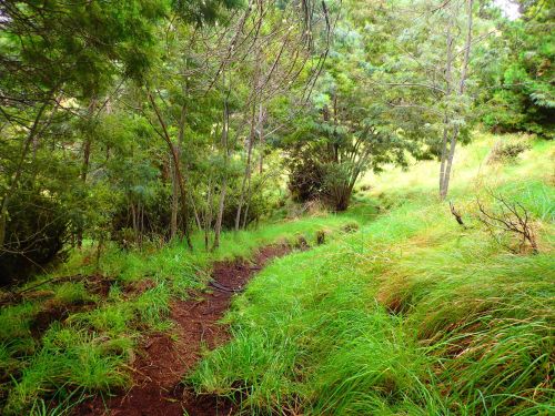 A winding dirt path through a lush green forest with tall grass and dense trees on either side.