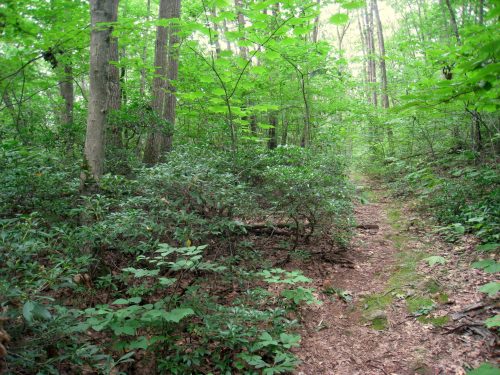 A narrow dirt path winds through a lush green forest filled with trees and dense underbrush.