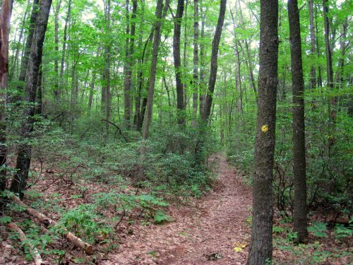 A serene forest path surrounded by lush green trees and underbrush, with a carpet of fallen leaves on the ground.