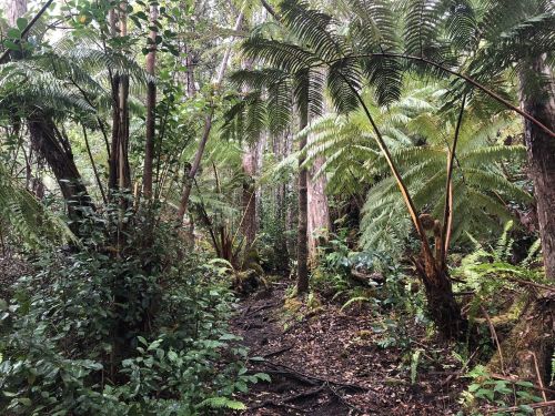 Lush green forest with tall ferns and trees, creating a dense, natural landscape.