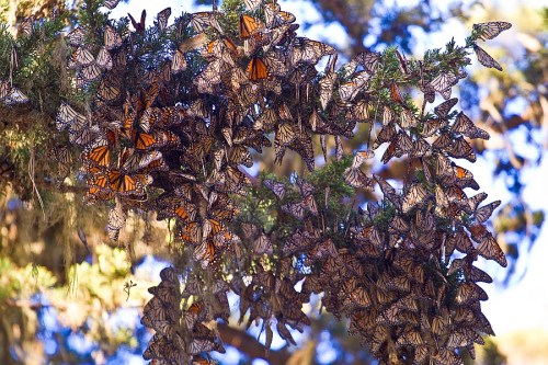 A cluster of monarch butterflies resting on a tree branch, showcasing their vibrant orange and black wings.