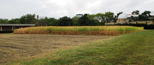 A field of tall corn with a brown, harvested area in the foreground and buildings in the background under a cloudy sky.