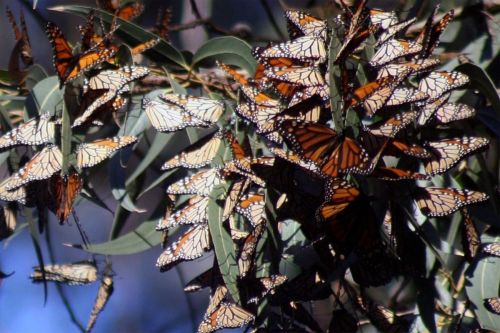 A cluster of monarch butterflies resting on green leaves, showcasing their vibrant orange and black wings.