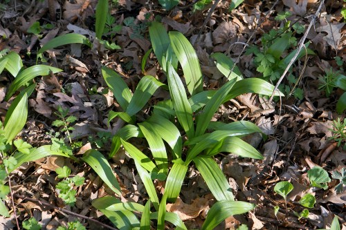 Green, elongated leaves growing among dry leaves and small plants on the forest floor.
