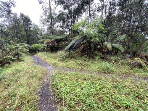 A winding dirt path through a lush, green forest with ferns and trees on either side.