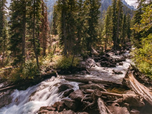 A serene river flows through a forested landscape, surrounded by tall trees and rocky terrain.