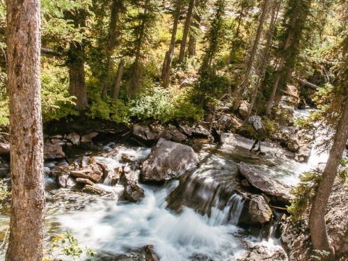 A serene forest scene featuring a flowing stream surrounded by lush greenery and rocky terrain.
