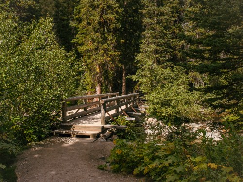 A wooden bridge spans a serene forest path, surrounded by lush greenery and tall trees.
